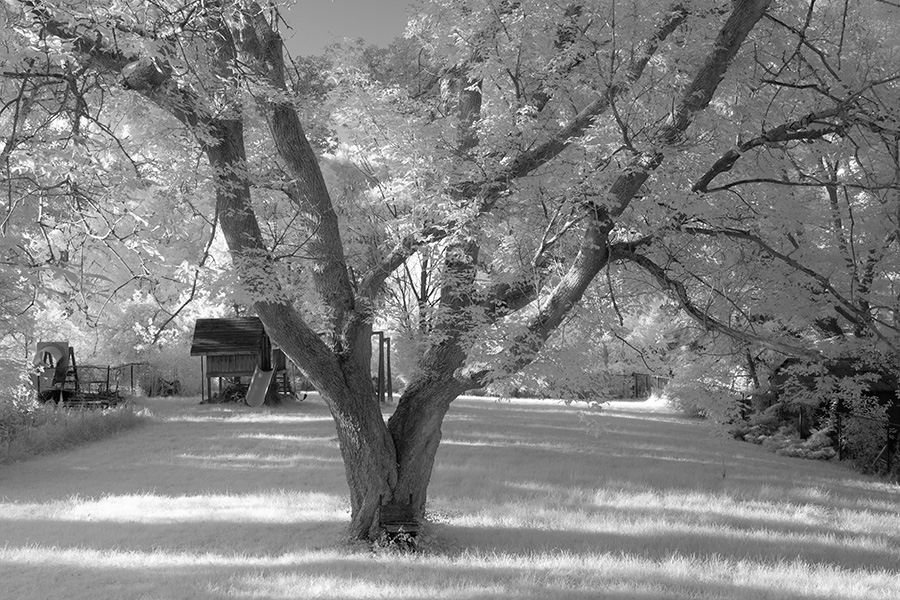 Infrared Photo of Tree in a Back Yard.